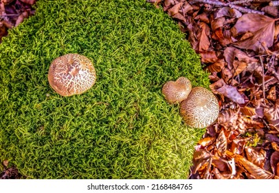 Mushrooms in the moss of the autumn forest. Mushrooms in moss top view. Autumn scene with mushrooms in green moss. Mushrooms in green moss