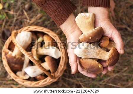 Mushrooms in mushroom picker hand close up, macro in sunlight. Mushroomer with wild forest porcini mushroom harvest in basket, top view