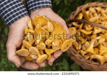 Сhanterelle mushrooms in mushroom picker hands close up, top view. Mushroomer with wild forest yellow chanterelles mushroom harvest