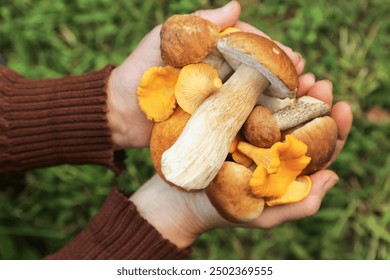 Mushrooms in mushroom picker hands close-up. Mushroomer with wild forest mushroom harvest top view - Powered by Shutterstock