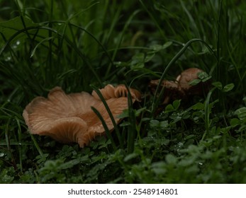 Mushrooms nestled in dewy grass, captured in a natural, serene setting - Powered by Shutterstock