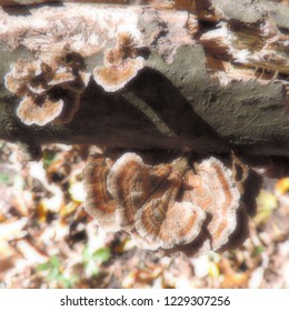 Mushrooms on a dead tree