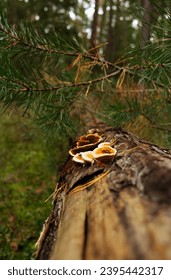 mushrooms on a fallen tree - Shutterstock ID 2395442317