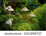 Mushrooms on mossy forest floor, showcasing the forest ecosystem, promoting ecological awareness, biodiversity, and nature conservation.