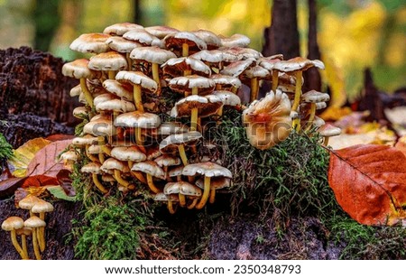 Mushrooms on a mossy stump. Autumn mushrooms. Mushroom stump in autumn. Autumn mushrooms in moss