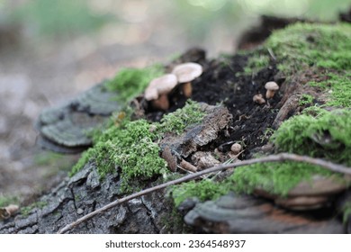 Mushrooms on a mossy treetrunk