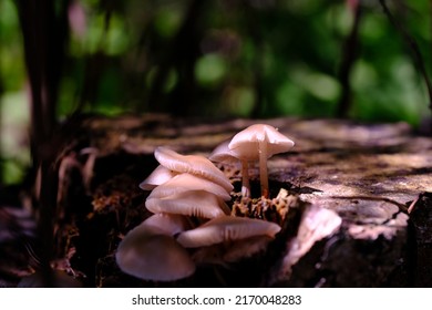 Mushrooms On A Mountain Pine Stump