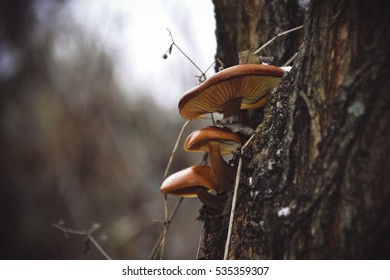 Mushrooms on the tree - Shutterstock ID 535359307
