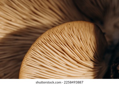  Mushrooms on a tree. macro photography. The concept of microdosing. Lamellar mushrooms.