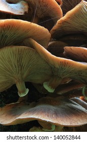 Mushrooms On Tree Trunk-miami-Polish - Shutterstock ID 140052844