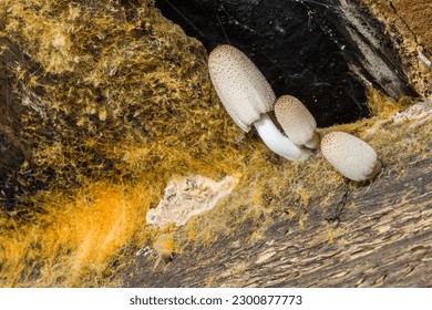 Mushrooms on wooden ceiling beams. Mushrooms close-up. Poisonous mushrooms. Fungus.
