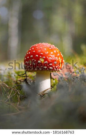 Similar – Foto Bild Roter Pilz auf dem Feld