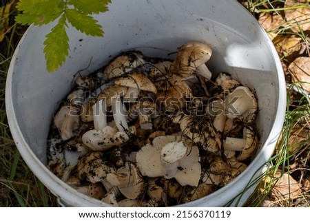 mushrooms in a plastic bucket of a mushroom picker, picking mushrooms in autumn, aconcept: mushroom picking, gifts of nature.