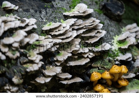 Mushrooms seen alongside a hiking trail in Ontario.
