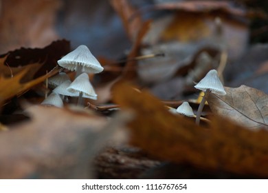 Mushrooms In Sint Anna Wood In Antwerp Belgium