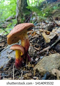 Mushrooms And Slug Prince William Forest Park