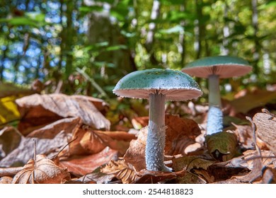 Mushrooms Stropharia aeruginosa, commonly known as the blue-green stropharia or verdigris agaric close-up in autumn forest