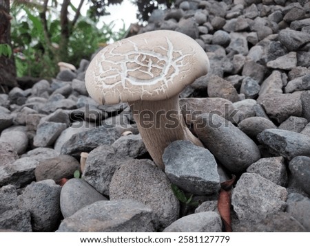Similar – Image, Stock Photo Between a pile of rubble, an artist redesigns a colorless, gray concrete wall with her spray cans. Little by little, a great work of art emerges.
