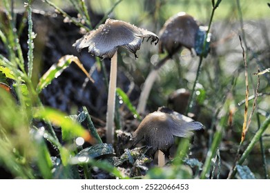 Mushrooms in wet dewy grass - Powered by Shutterstock