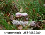 Mushrooms wild forage growing in woods