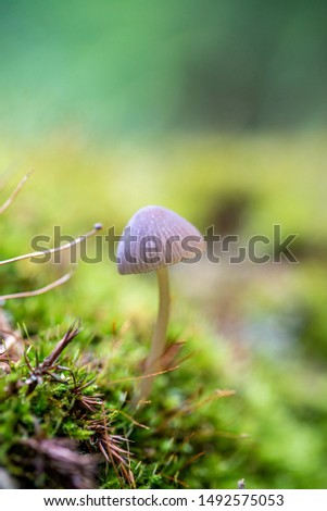 mushroon in selective focus and light