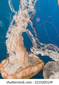 Mushy Jellyfish In Beige - Vancouver Aquarium