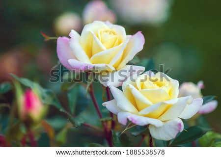 Music Box rose elegant double blossoms with creamy yellow centers and delicate pink petals edges (modern american shrub rose by Ping Lim)