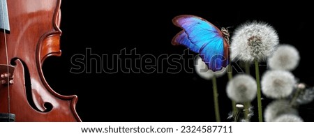 music concept. old violin closeup and blue tropical morpho butterfly on white fluffy dandelions. copy space