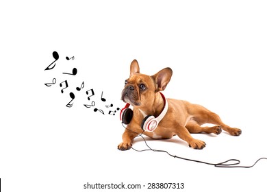Music dog - Brown French bulldog with headphones