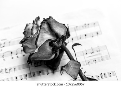 Music sheet and dead rose. The idea of the concept for love of music for musical inspiration.