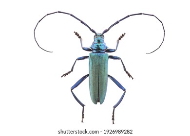 The musk beetle (Aromia moschata) isolated on white background - Powered by Shutterstock