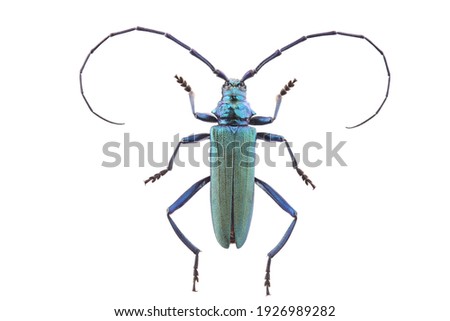 The musk beetle (Aromia moschata) isolated on white background