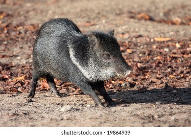 Musk Hog Ring-necked Pecari Tajacu - Tayassuidae