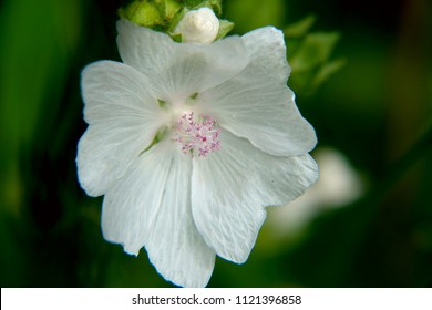 Musk Mallow Flower In Bloom