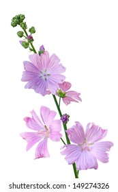  Musk Mallow Malva Moschata Flower Branch  Isolated On White