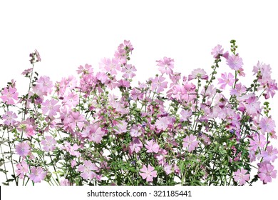 Musk Mallow Malva Moschata Flower On The Field Isolated Over White Background