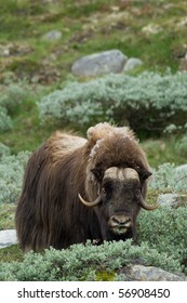 Musk Ox