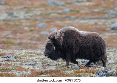 Musk Ox Bull In A Autumn Landscape, Dovrefjell, Norway, (ovibos Moschatus)
