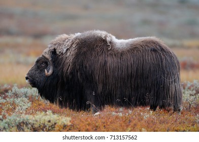 Musk Ox Bull In A Autumn Landscape, Dovrefjell, Norway, (ovibos Moschatus)