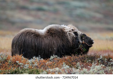 Musk Ox Bull In A Autumn Landscape, Dovrefjell, Norway, (ovibos Moschatus)
