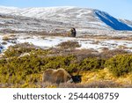 A Musk Ox in Dovrefjell National Park, south Norway, surrounded by snow and vegetation, with its impressive horns.