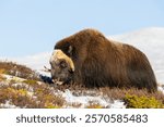 A Musk Ox in Dovrefjell National Park, south Norway, surrounded by snow and vegetation, with its impressive horns.