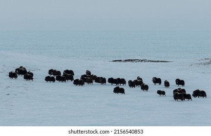 Musk ox herd feeding on Herschel Island, on canadian Beaufort Sea in the Yukon with the Arctic Ocean in the background