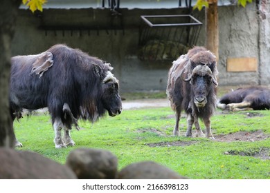 Musk Ox On The Pasture In The Zoo In Summer