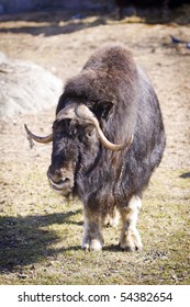 Musk Ox (Ovibos moschatus Blainv) in a Moscow Zoo - Shutterstock ID 54382654