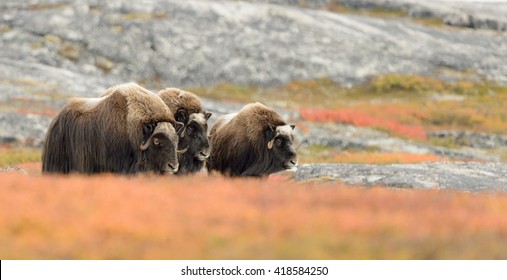 Musk Ox (Ovibos Moschatus) - Ladies In Waiting