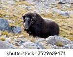 Musk ox, Ovibos moschatus, in the mountainside tundra of Geologfjord, in Northeast Greenland National Park. A herbivore that feeds on the grass, moss and lichens of their habitat.