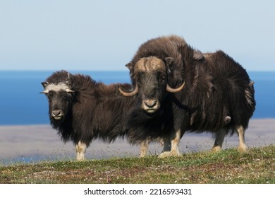 Musk Oxen In Front Of The Bering Sea