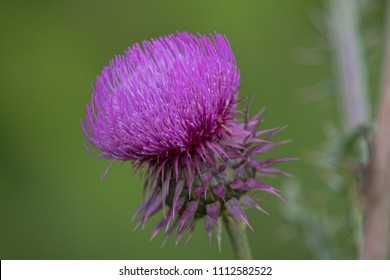 Musk Thistle Blooming Along A Trail At Madison County Lake, Madison County, Alabama, USA