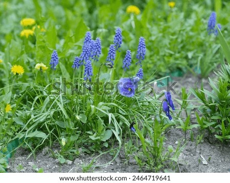 Image, Stock Photo Goutweed with its blue lily flowers is an important medicinal plant